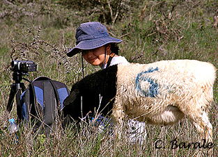 Ipek Kulahci- with sheep